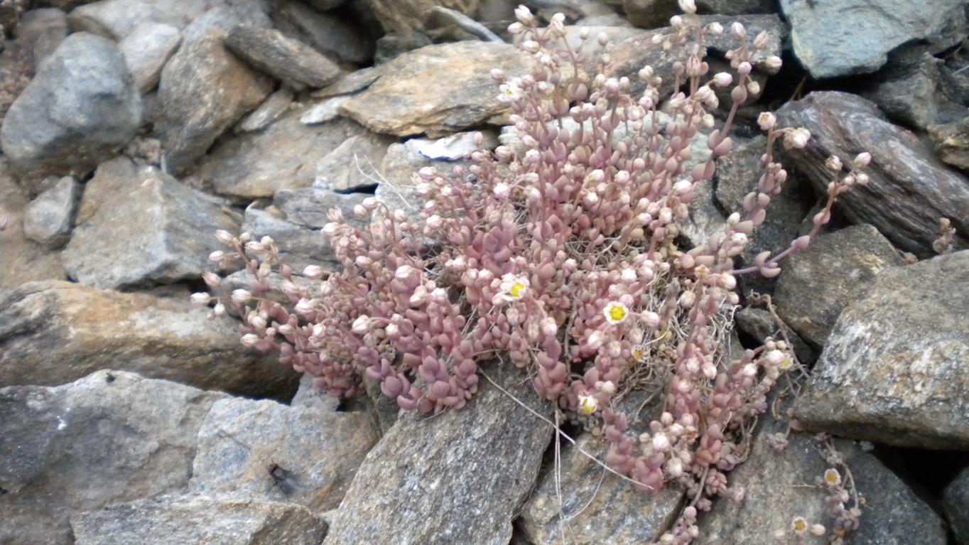 Valnontey - Sedum dasyphyllum
